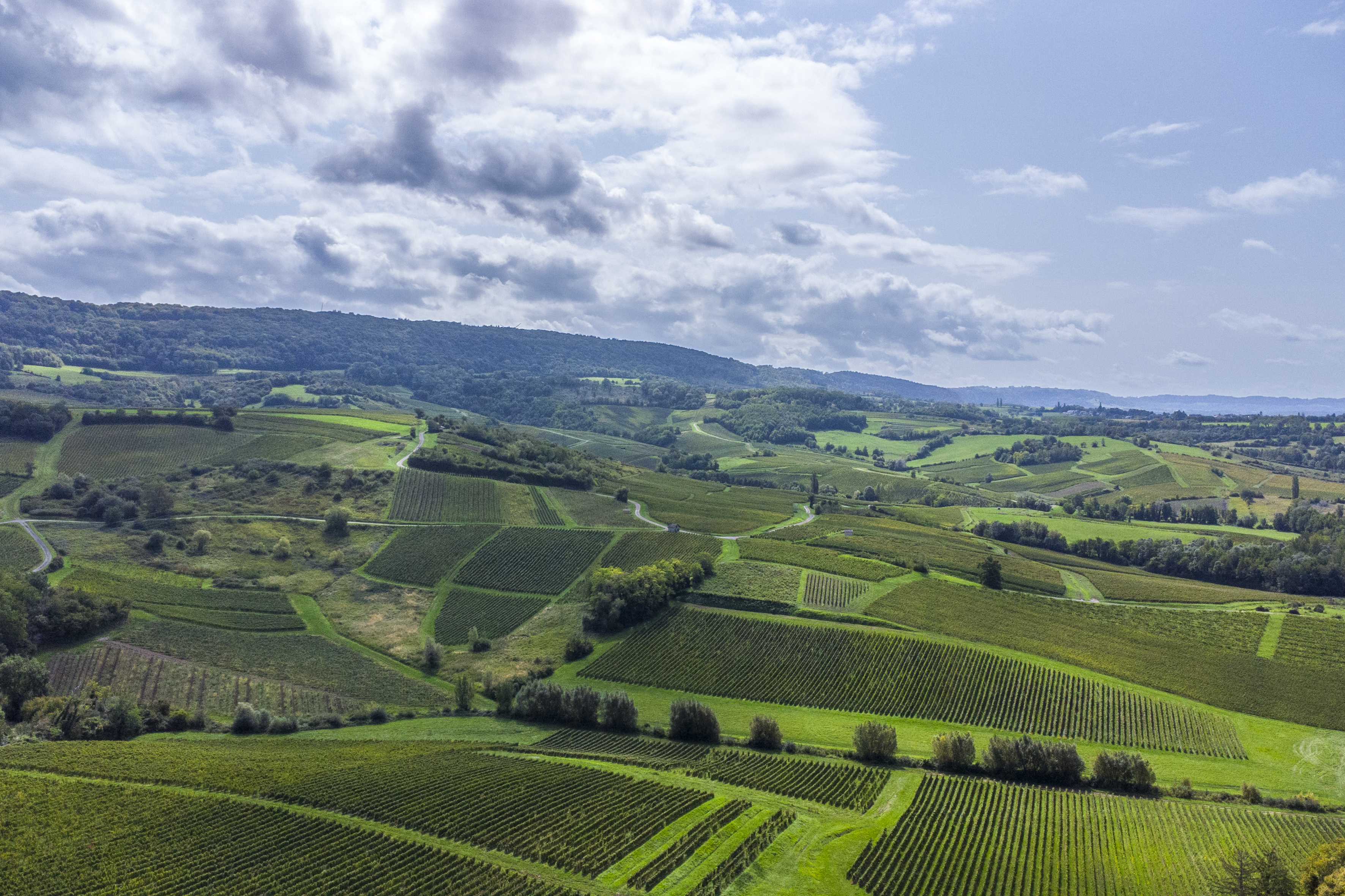 Vendanges Henri Maire - Nos actualit&eacute;s et salons